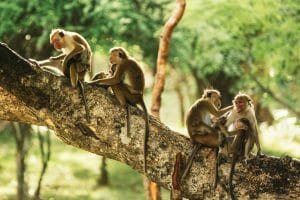 Monkey Island on The Smithsonian Channel